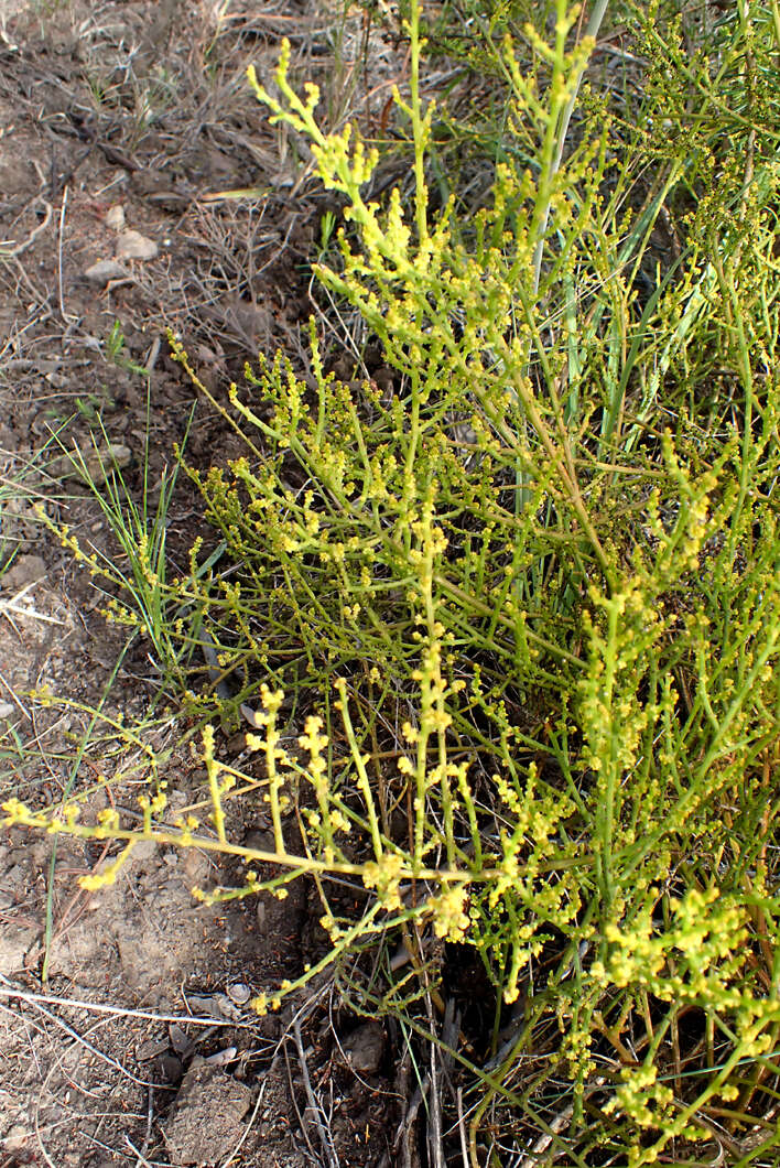 Image of Thesium confusum J. C. Manning & F. Forest