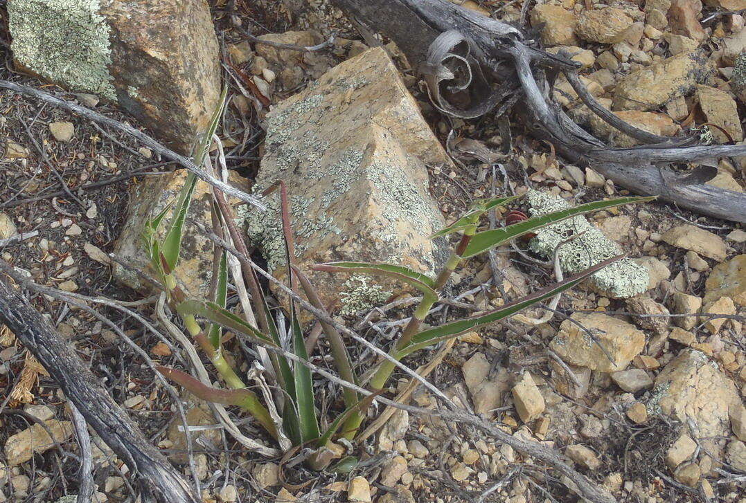 Image of Cyanotis speciosa (L. fil.) Hassk.