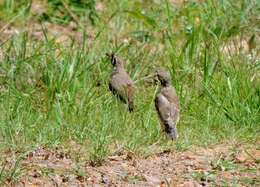 Plancia ëd Turdus litsitsirupa (Smith & A 1836)