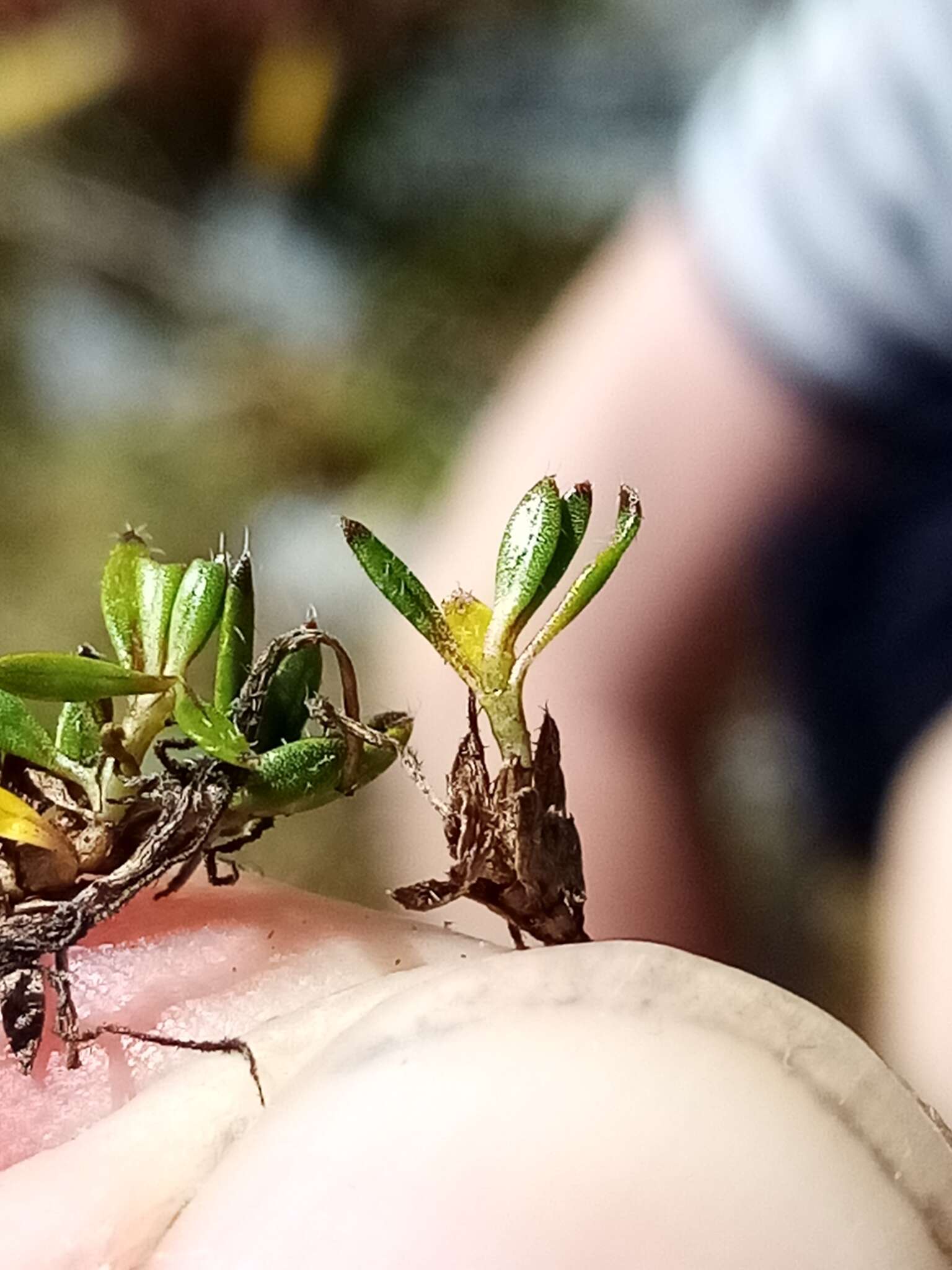 Image of Coprosma atropurpurea (Cockayne & Allan) L. B. Moore