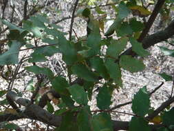 Image of Berberis moranensis Schult. & Schult. fil.