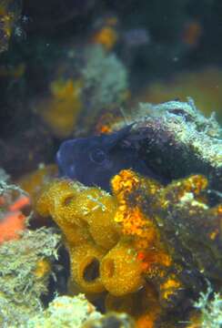 Image of Tasmanian Blenny