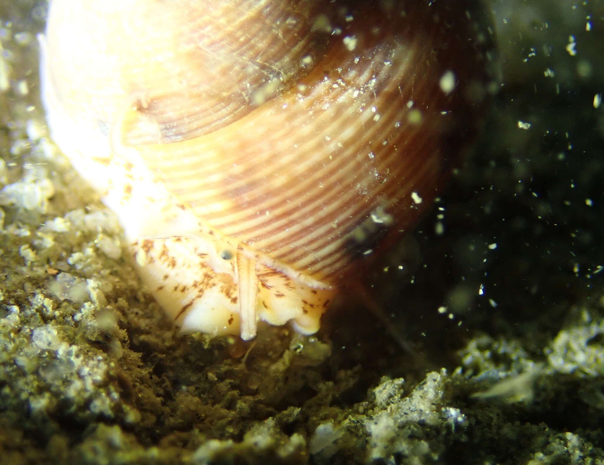 Image of Calliostoma gloriosum Dall 1871