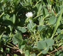 Plancia ëd Holosteum umbellatum subsp. syvaschicum (Kleopow) Tzvelev