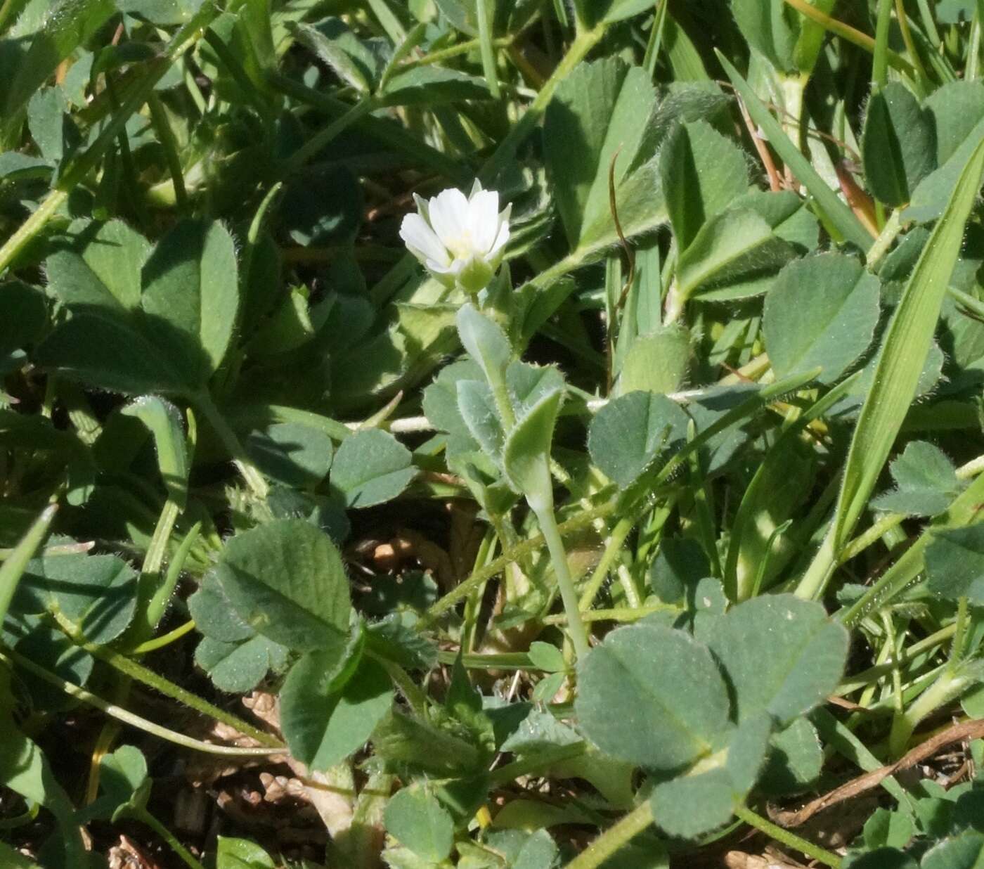 Plancia ëd Holosteum umbellatum subsp. syvaschicum (Kleopow) Tzvelev