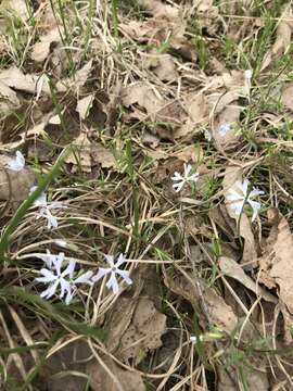 Image of cleft phlox