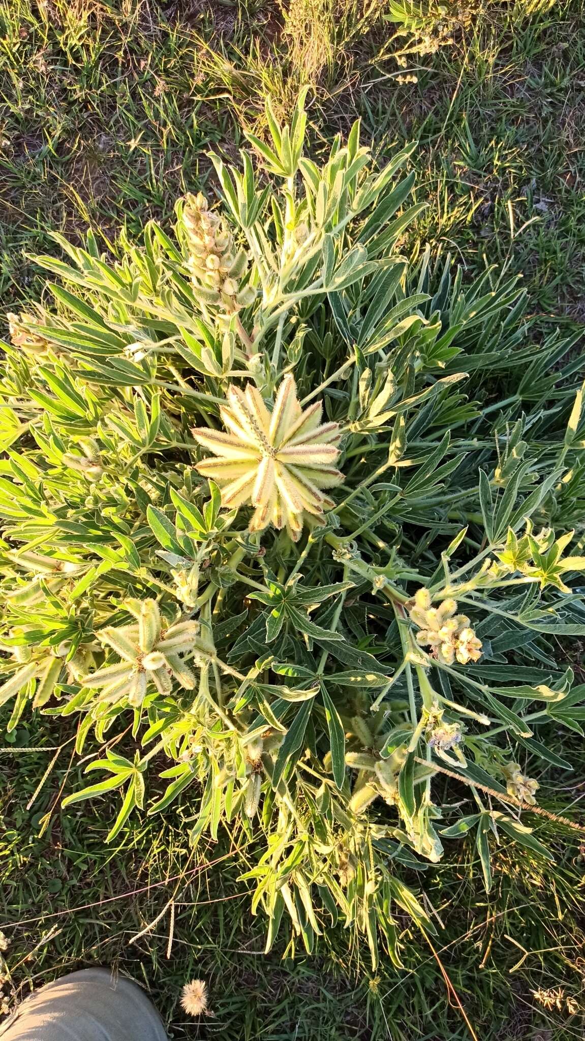 Image of Lupinus lanatus Benth.