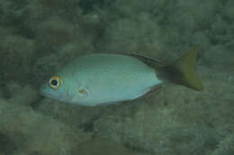 Image of Humpback red snapper