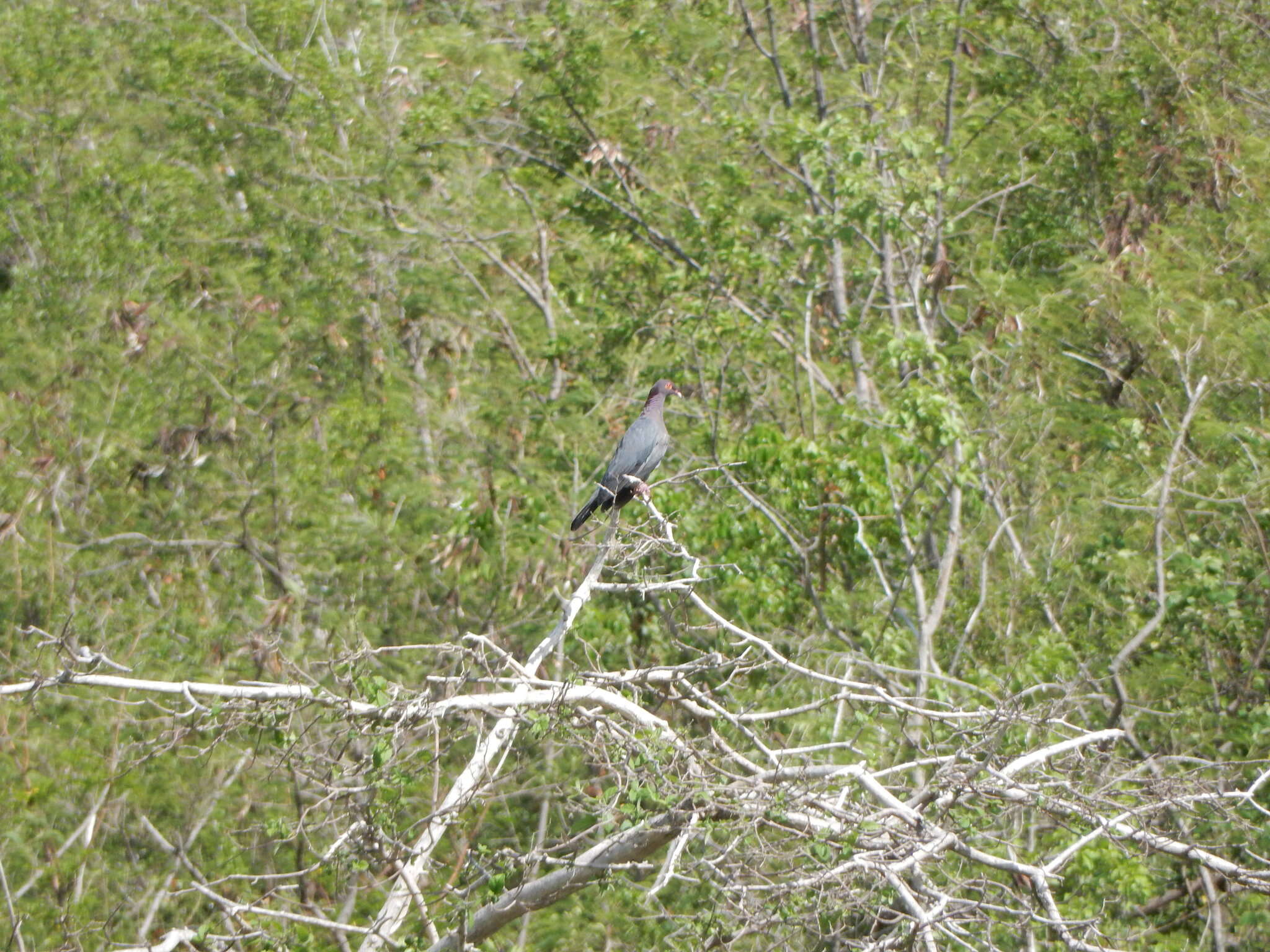 Image of Scaly-naped Pigeon