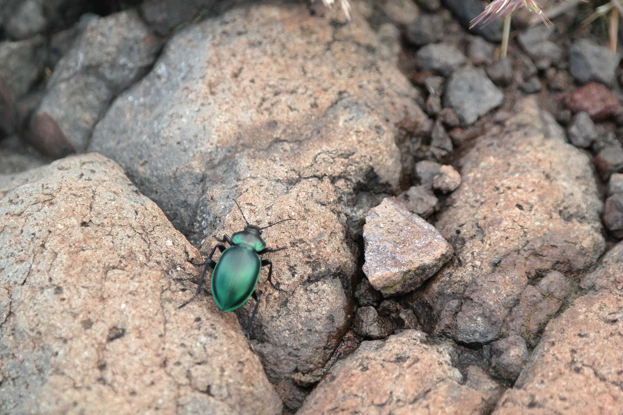 Imagem de Calosoma (Blaptosoma) atrovirens Chaudoir 1869