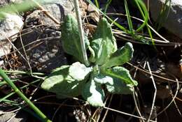 Image of Primula laurentiana Fern.