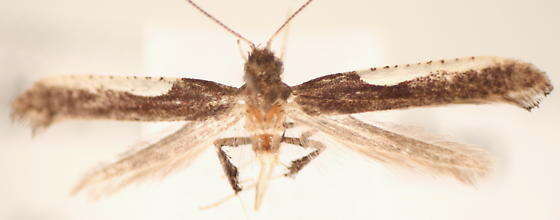 Image of Caloptilia belfragella (Chambers 1875)