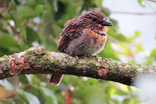 Image of Crescent-chested Puffbird