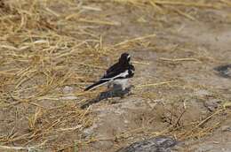 Image of Motacilla aguimp vidua Sundevall 1850