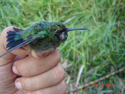 Chlorostilbon mellisugus (Linnaeus 1758) resmi