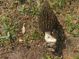 Image of Morchella hortensis Boud. 1897