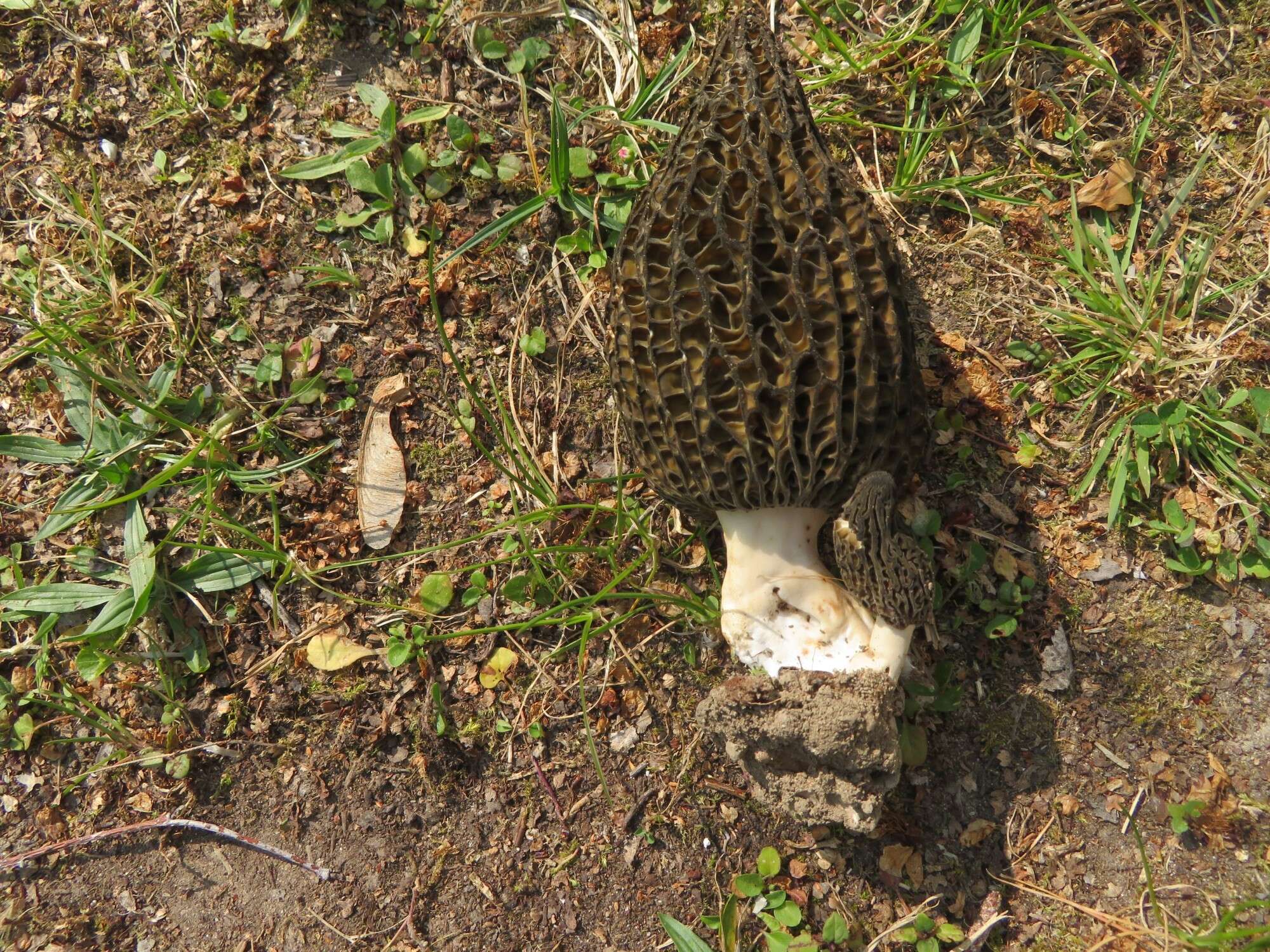 Image of Morchella hortensis Boud. 1897