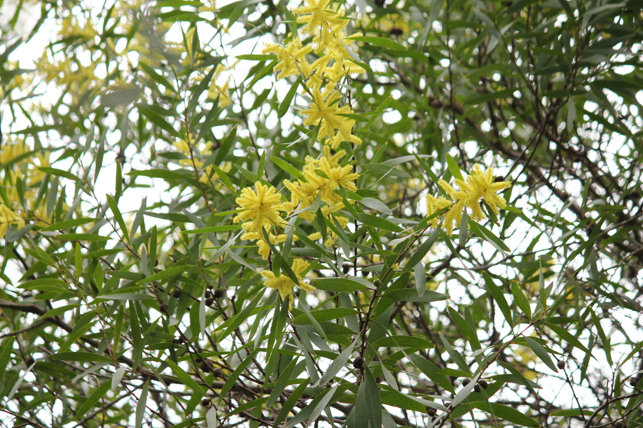 Sivun Acacia longifolia subsp. longifolia kuva