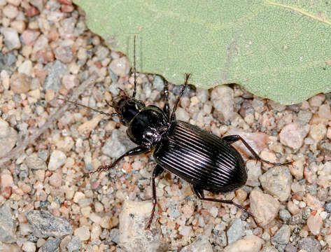 Image of Carabidae