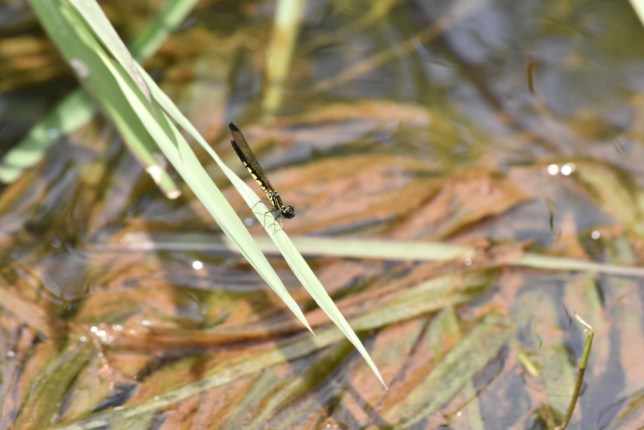 Image of Libellago indica (Fraser 1928)