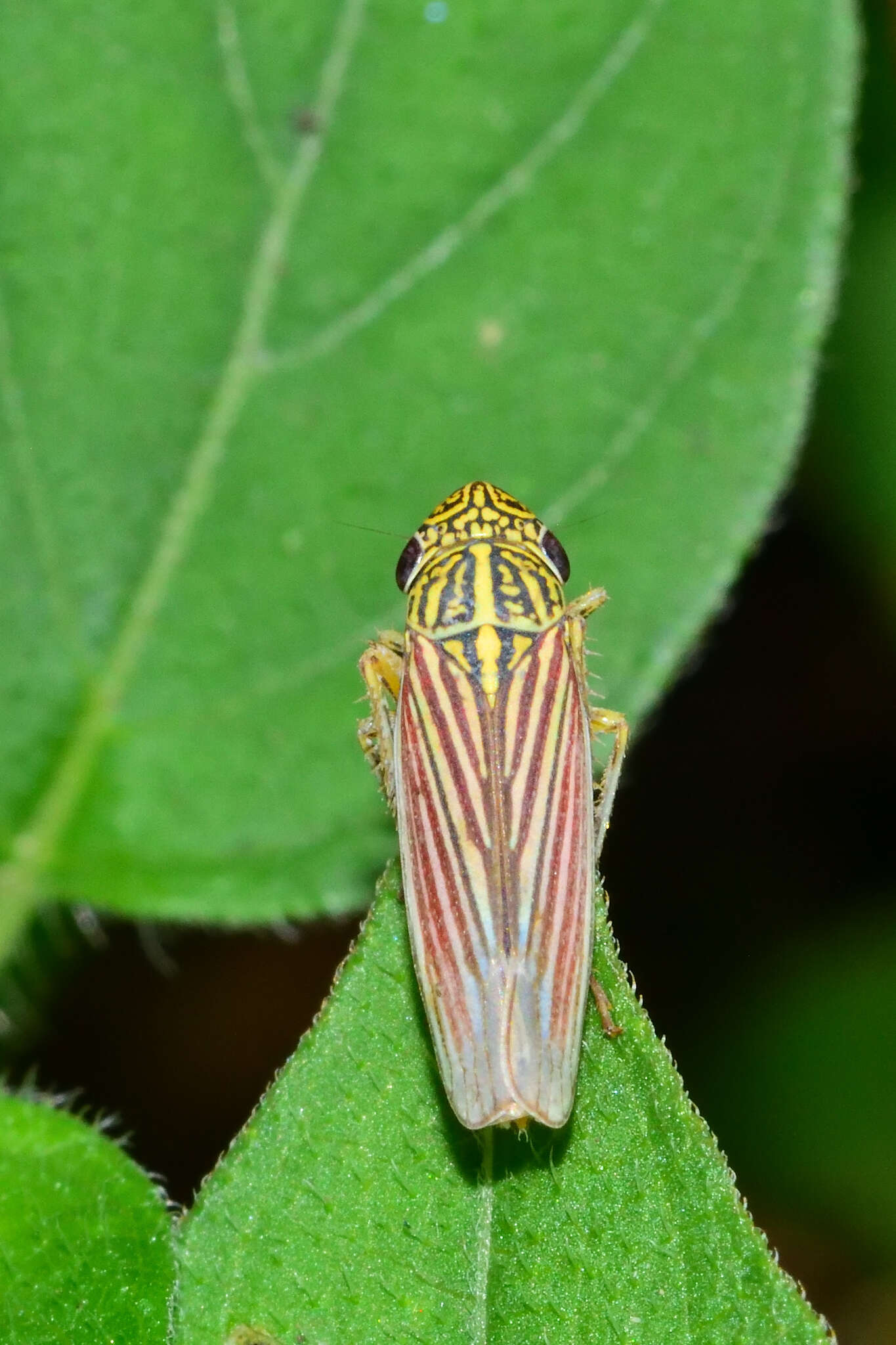 Image of Apogonalia fraterna Young 1977