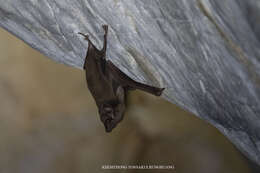 Image of Black-bearded Tomb Bat