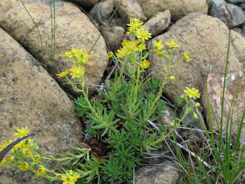 Image of Dinner-Plate Orchid