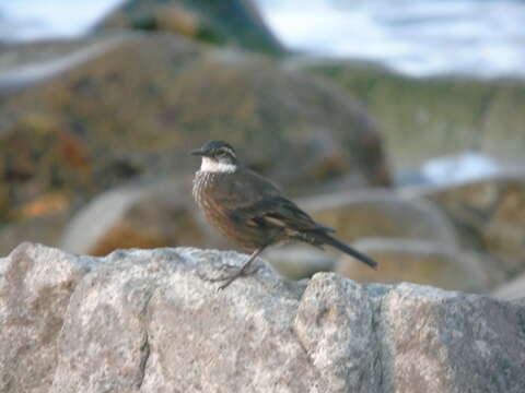 Image of Chilean Seaside Cinclodes