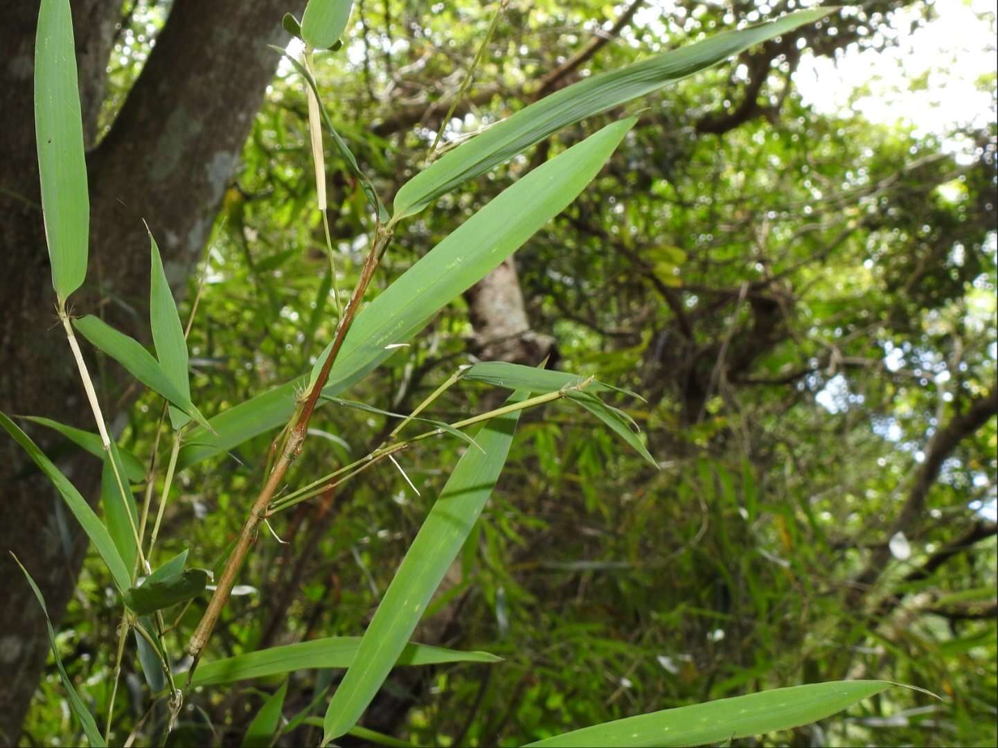 Image of Lopaphus balteatus (Chen, S. C. & Y. H. He 2002)