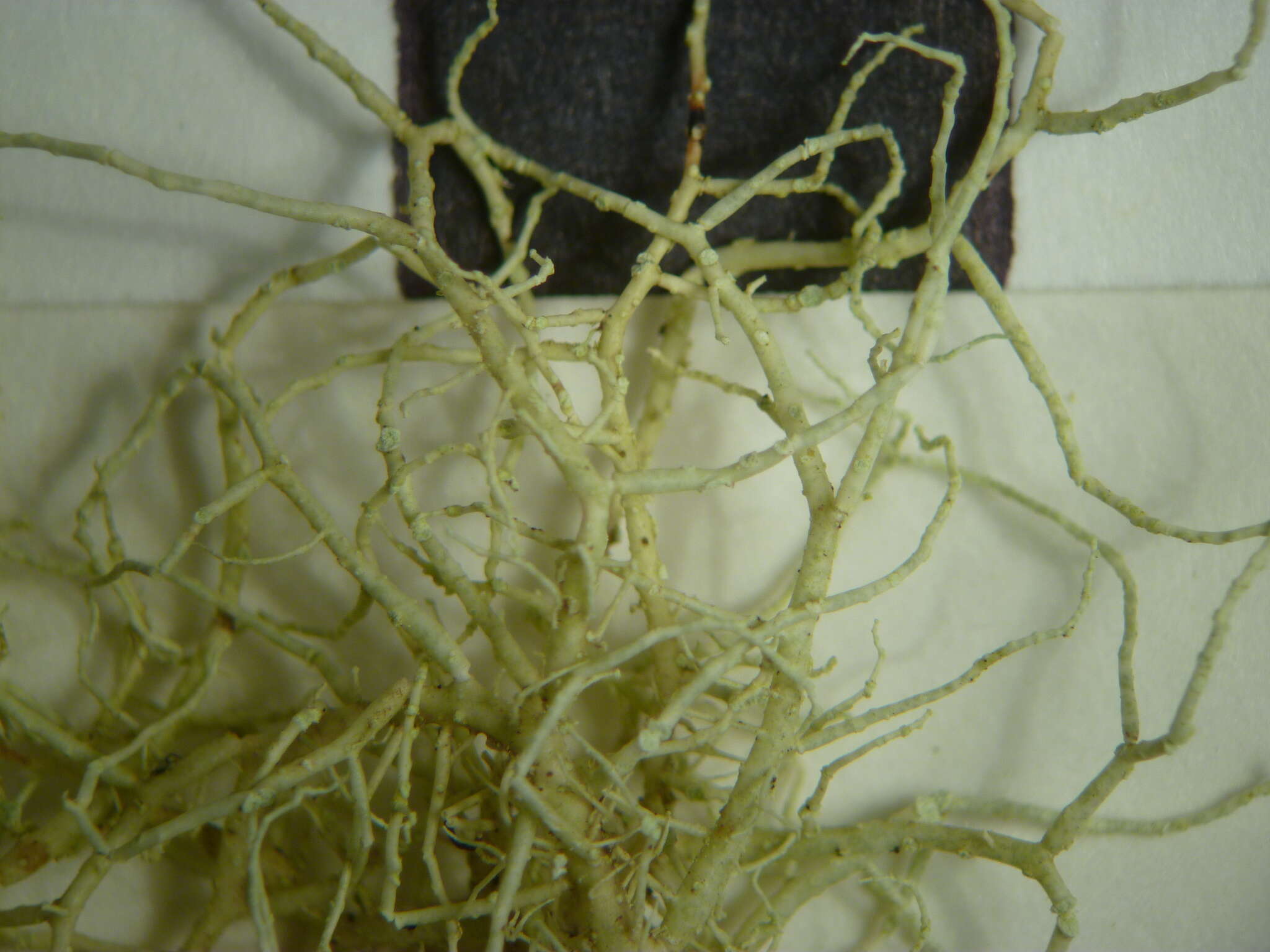 Image of Usnea esperantiana P. Clerc