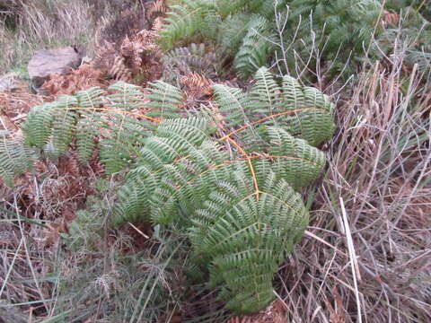 Imagem de Pteridium arachnoideum subsp. arachnoideum