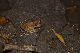 Image of Panama Cross-banded Treefrog