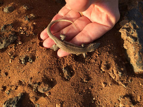 Image of Atlantic Lizard