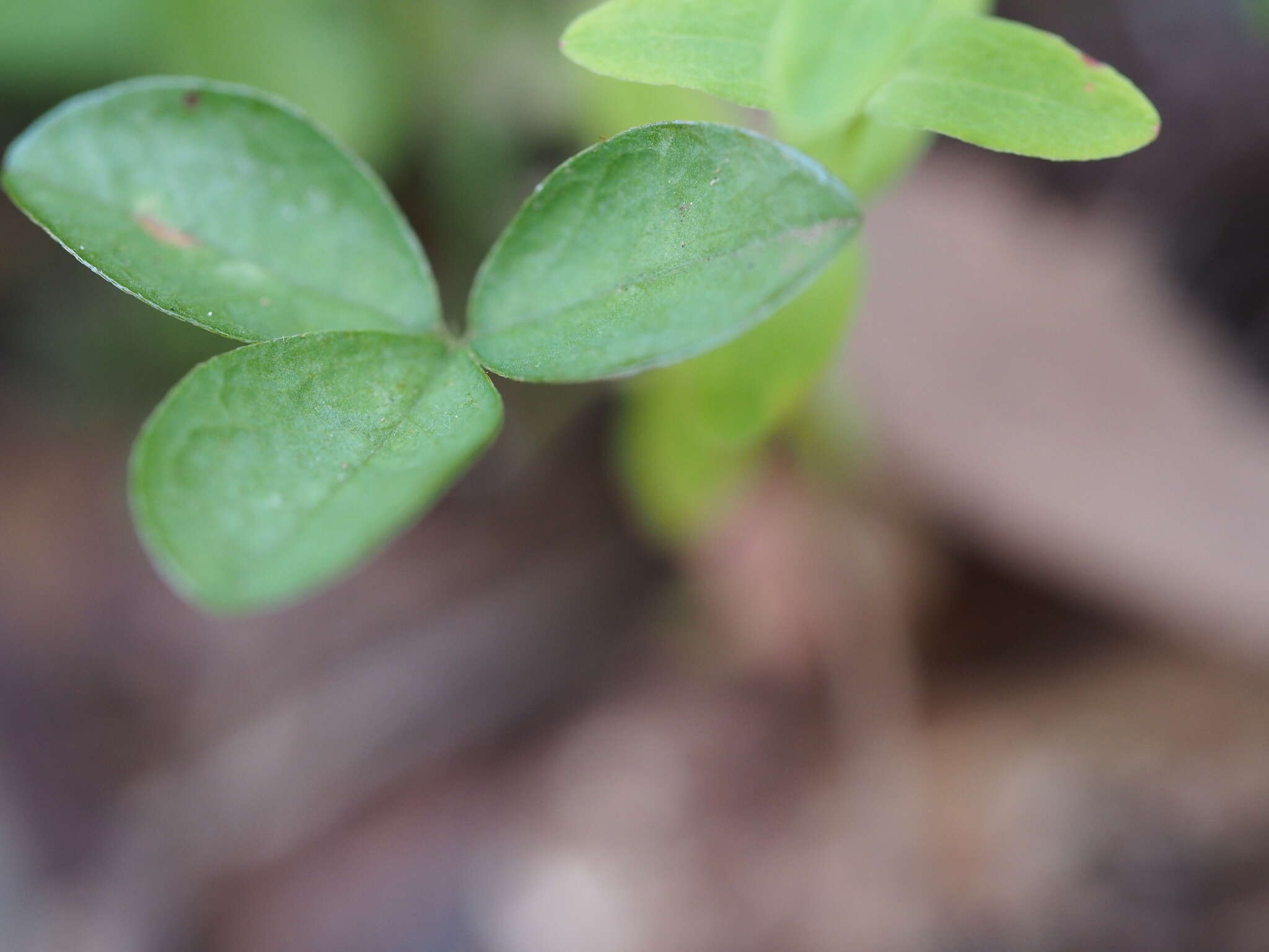 Imagem de Glycine latrobeana (Meissner) Benth.