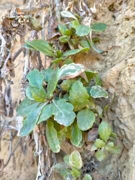 Sivun Senecio matatini subsp. basinudus (Ornduff) Courtney, de Lange & Pelser kuva