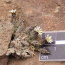 Image of Chaetanthera dioica (Remy) B. L. Rob.