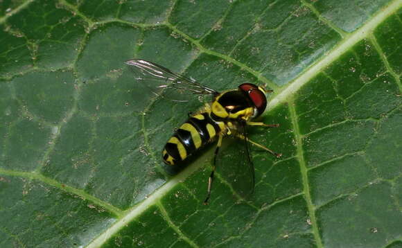 Image of Allograpta javana (Wiedemann 1824)