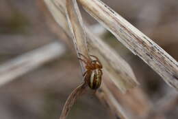 Image of Araneus pratensis (Emerton 1884)