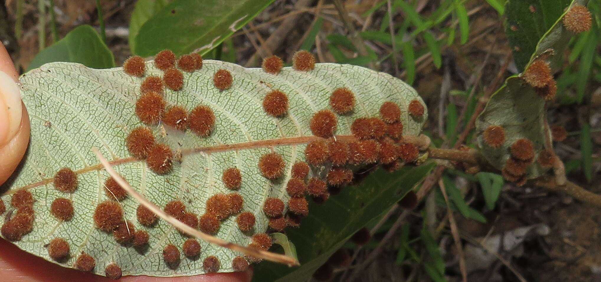 صورة Lopesia parimarii Tavares 1908