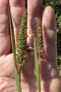 Image of <i>Setaria <i>verticillata</i></i> var. verticillata