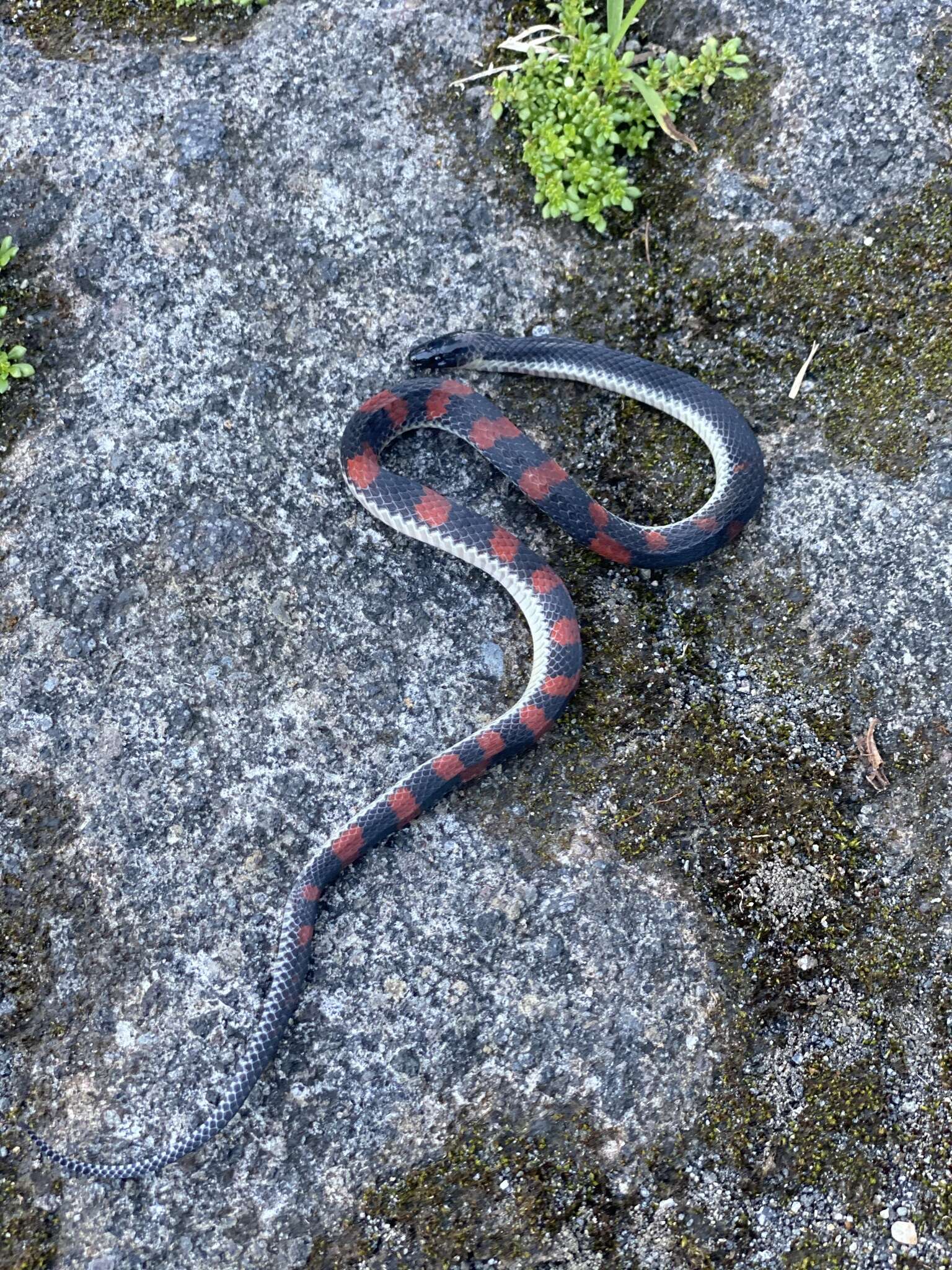 Geophis brachycephalus (Cope 1871) resmi