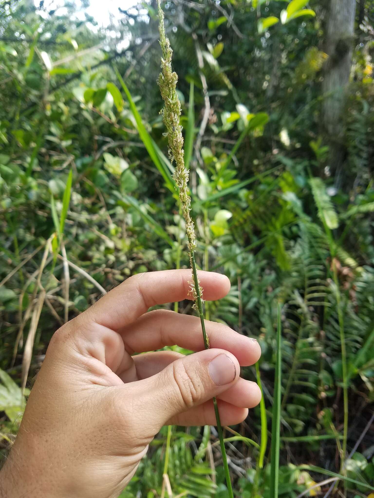 Panicum hemitomon Schult. resmi