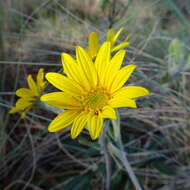 Robinsonecio gerberifolius (Sch. Bip.) T. M. Barkley & J. P. Janovec resmi