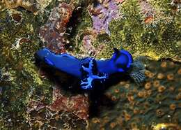 Image of Morose black and blue slug