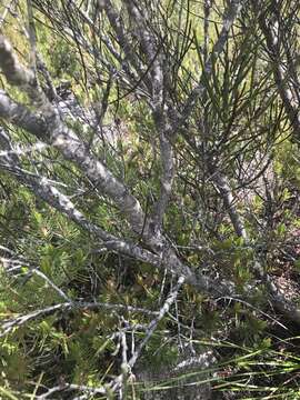 Imagem de Acacia triptycha F. Muell. ex Benth.