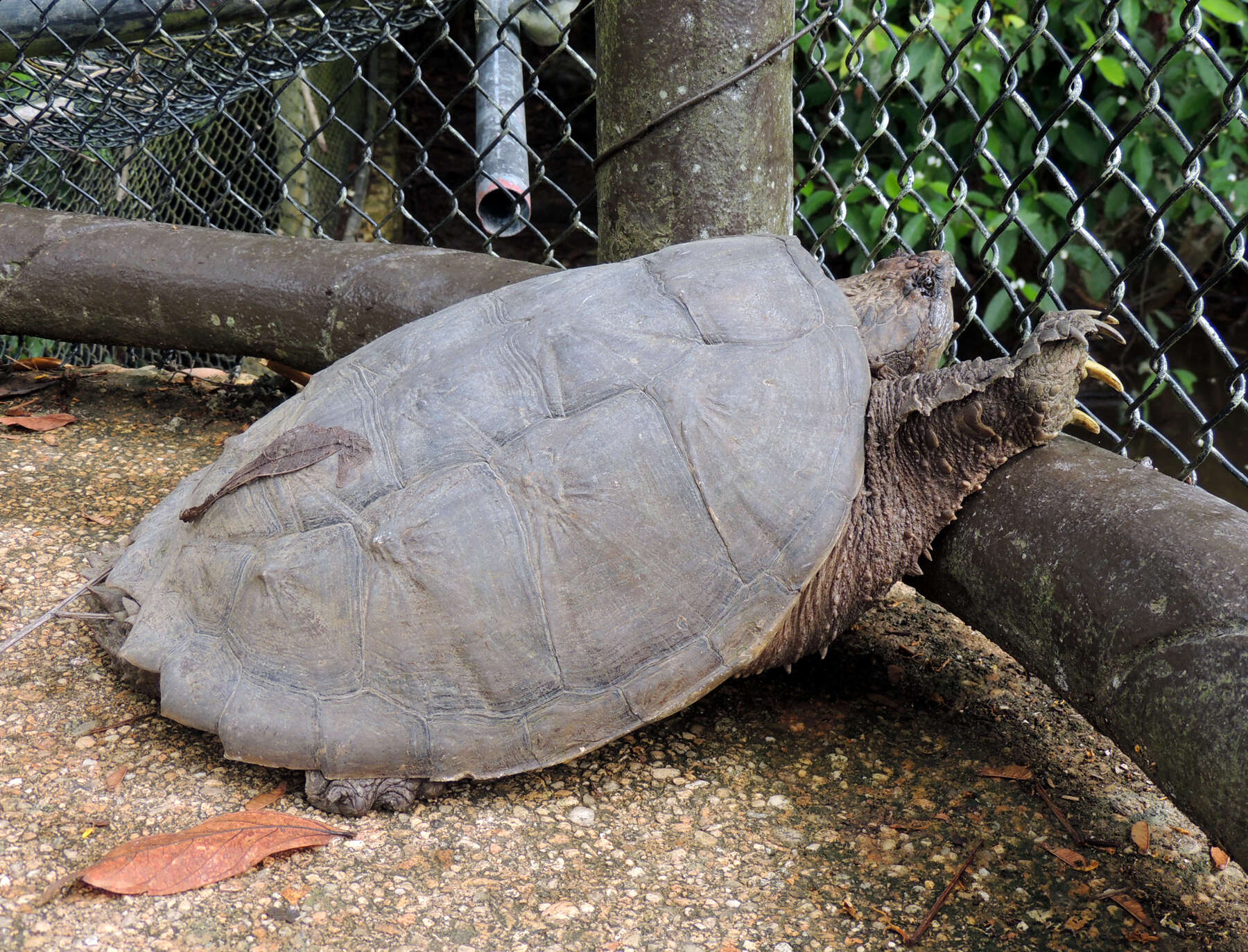 Image of Yucatán Snapping Turtle