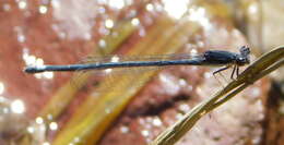 Image of Apanisagrion lais (Selys 1876)