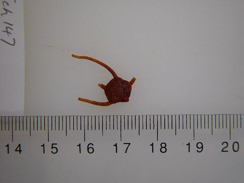 Image of <i>Ophiura</i>
