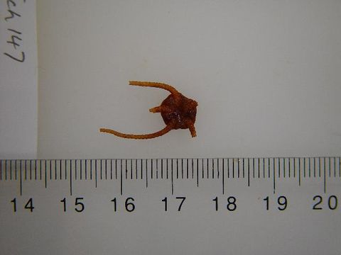 Image of <i>Ophiura</i>