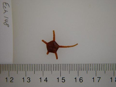 Image of <i>Ophiura</i>